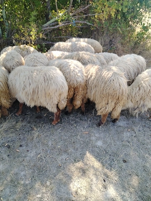Oi de vânzare și berbeci.