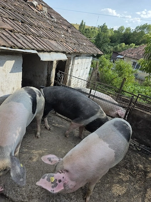 Porci de vanzare 13 lei kg - imagine 2