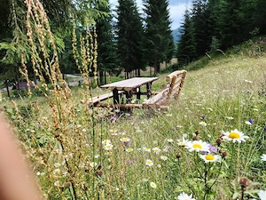 Teren cu izvor, pârâu și pădure. - imagine 4