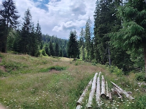 Teren cu izvor, pârâu și pădure.