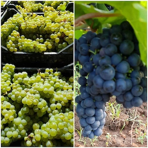 Struguri de vin albi si rosii 3,2lei kg