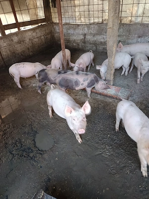 Vând purcei 550 lei bucata