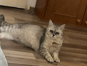 Femela British Shorthair 