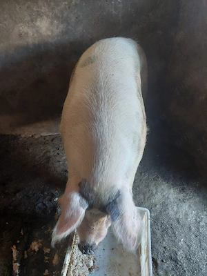 vand porc  - imagine 2