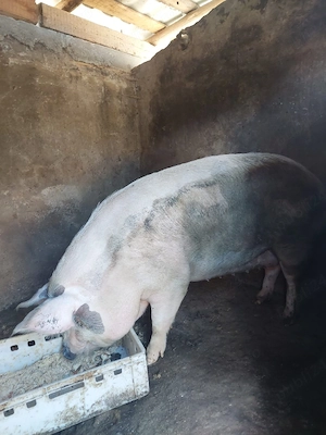 vand porc  - imagine 3