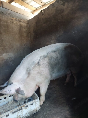 vand porc 