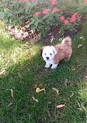 Bichon-Shih Tzu - imagine 5