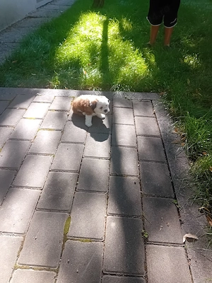Bichon-Shih Tzu - imagine 3