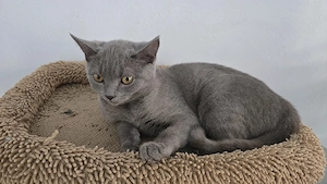 Pisici bristish shorthaire și scotish fold 