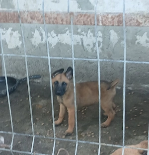 malinois belgiana  - imagine 2