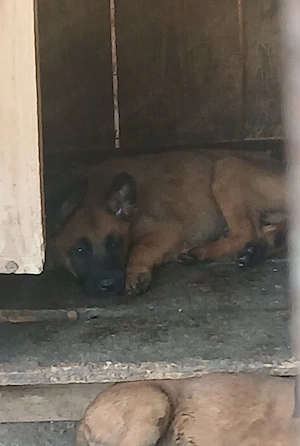 malinois belgiana  - imagine 3