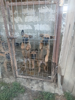 malinois belgiana  - imagine 5