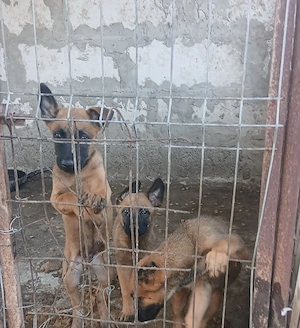 malinois belgiana  - imagine 4