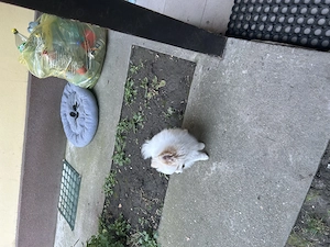 Pomeranian 