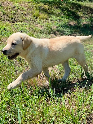 Pui de Labrador Retriever 