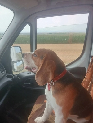 De vânzare mascul beagle 