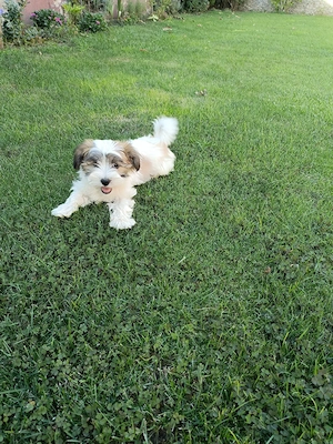 bichon havanez 