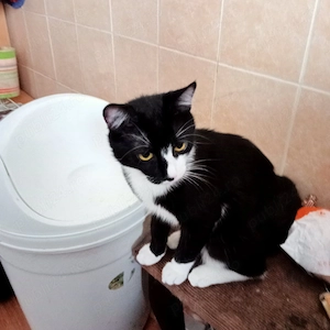 Ofer spre adoptie 3 pui de pisica