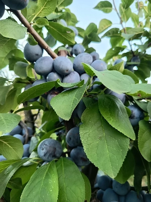 Prune Centenar 