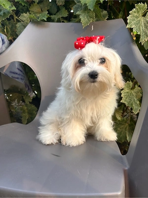 Bichon maltez (fetită) - imagine 2