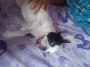 bulldog francez 