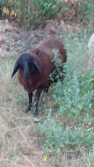 Vând 2 miele și un berbec carabase  - imagine 4