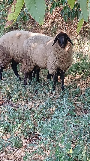 Vând 2 miele și un berbec carabase 