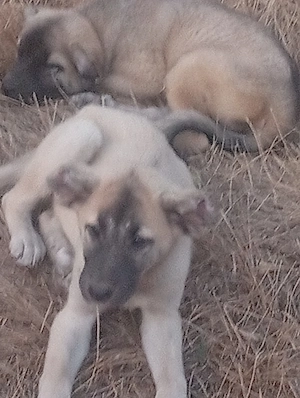 Vind căței kangal 100e