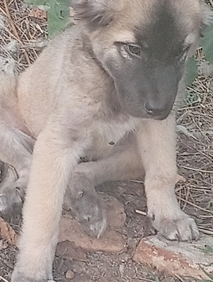 Vind căței kangal 100e