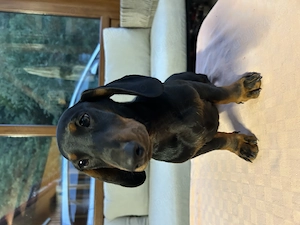 Teckel Dachshund 