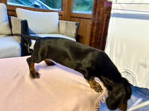 Teckel Dachshund  - imagine 5