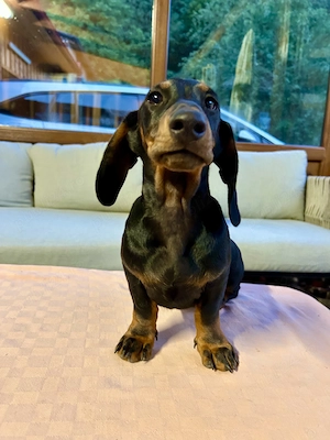 Teckel Dachshund  - imagine 2