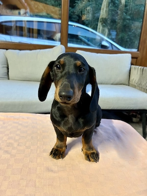 Teckel Dachshund  - imagine 3