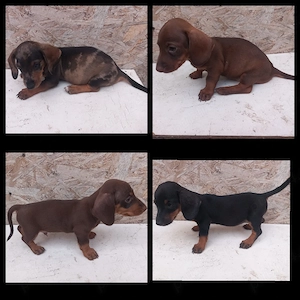 Căței teckel Arlechin maro negru (techel tekel dachshund)