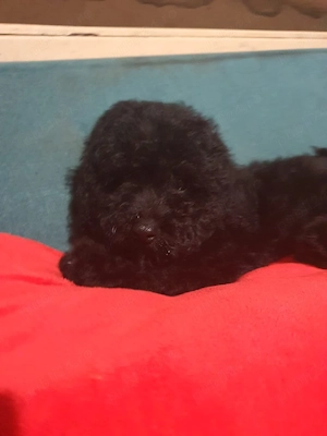 Pudel ( caniche)