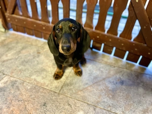 Teckel Dachshund  - imagine 2