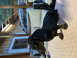 Teckel Dachshund  - imagine 5