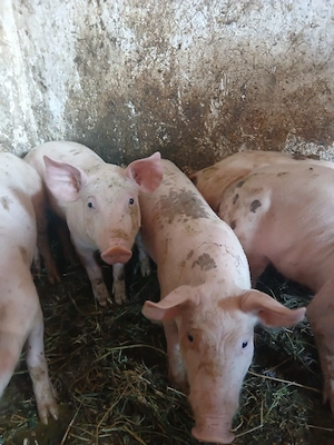 Vând porci 