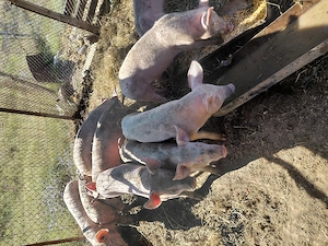 Purcei de vanzare
