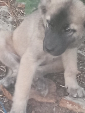 Vind căței kangal 100e - imagine 2