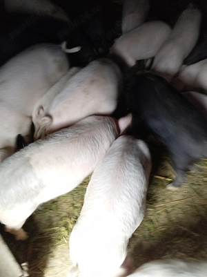 Purcei de vinzare