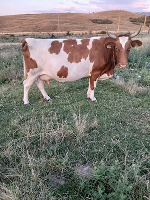 Vacă de vânzare