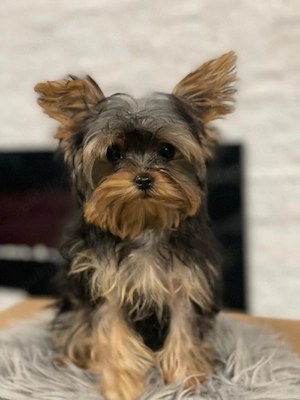 yorkshire terrier 1 an fetita