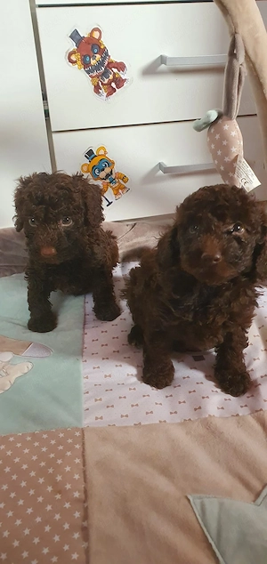  Pudel culoare maro - imagine 2