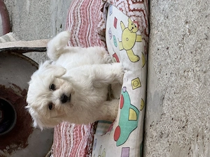 Bichon maltez vand - imagine 2