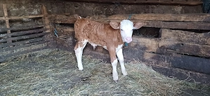 Tăuraș de vânzare are 3 săptămâni 