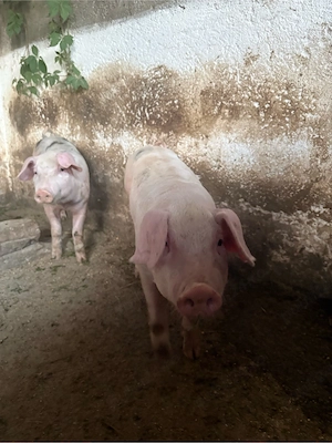 Purcei de vanzare