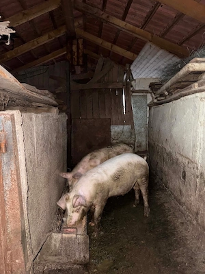 porci mare alb cu landrace