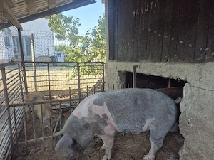 Porc de vanzare