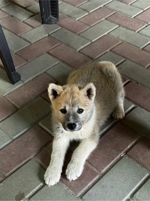 Catei Akita Inu